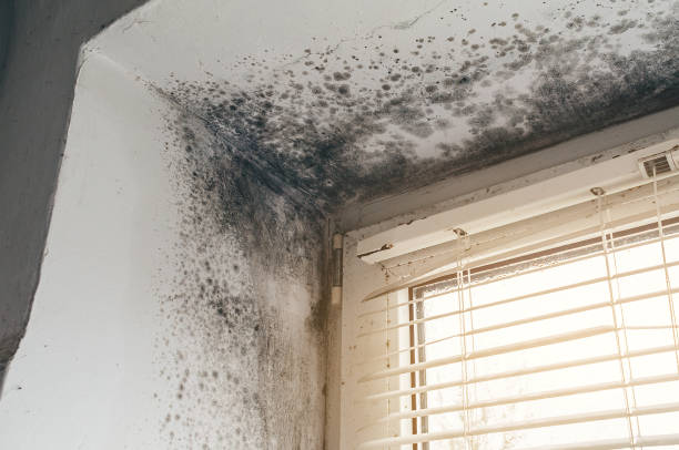 Affordable Mold Inspection And Testing solutions in Queen, PA