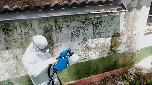 Top rated local Mold Inspection And Testing specialists in Queen, PA